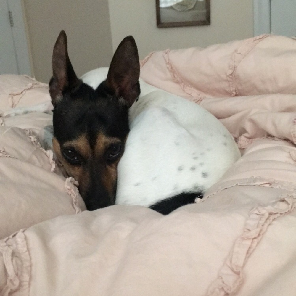 Meet your Posher, Isabella